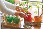 家庭菜園初心者はプランターがおすすめ！野菜のプロ直伝3つのポイント