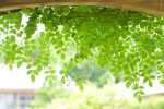 【第3回】初心者におすすめの家庭菜園！今年の夏はグリーンカーテンで涼しく過ごそう！
