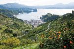 愛媛県無茶々園（むちゃちゃえん）の温州みかん