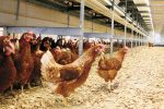 【産地紹介】平飼いたまごとは。丸一養鶏場の卵。