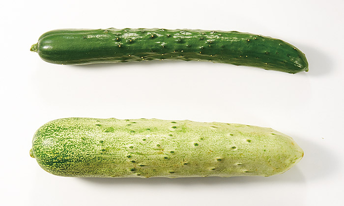 【楽しくておいしい珍しい野菜】群馬県高山村の「高山きゅうり」