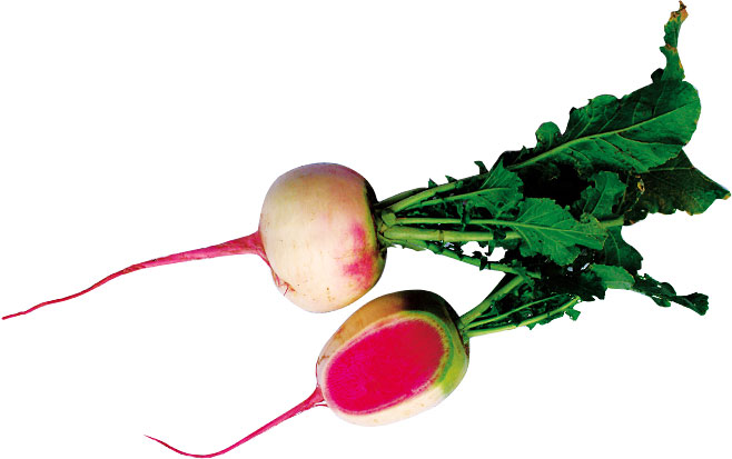 【珍しくておいしい野菜】「紅芯大根（こうしんだいこん）」とは