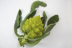 【珍しくておいしい野菜】「カリフラワーロマネスコ」とは