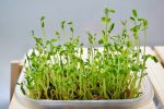 春が旬の野菜「豆苗（とうみょう）」！豆苗の豊富な栄養やおすすめのレシピ