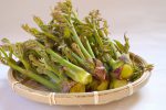 山菜の王様「たらの芽」の美味しい旬の時期と栄養を紹介！