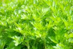 山菜「よもぎ」を美味しく食べられる旬の時期・おすすめの食べ方