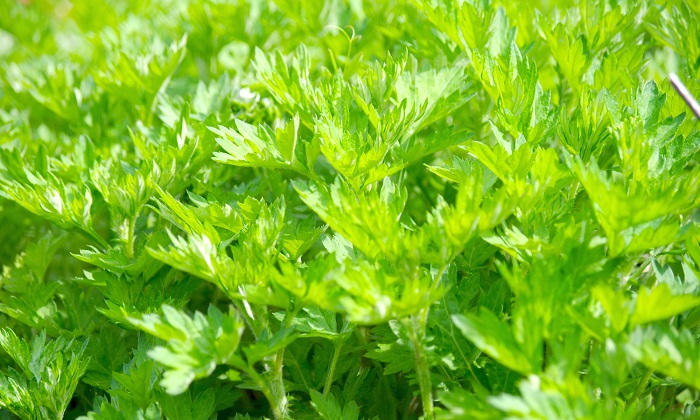 山菜「よもぎ」を美味しく食べられる旬の時期・おすすめの食べ方