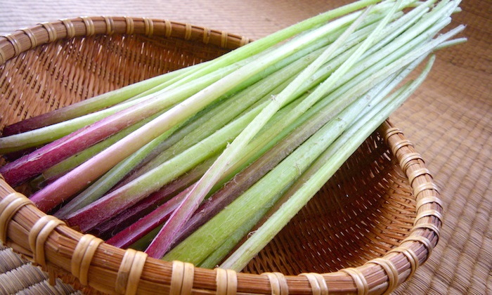 春野菜「ふき」の旬はいつ？栄養素とおすすめの食べ方