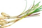 【珍しくておいしい野菜】沖縄の人々に愛される「島らっきょう」とは
