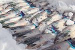 持続可能な魚の食べ方「佐藤水産」「明神水産」「松本養鰻」「マルト水産」の現場
