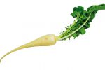 【珍しくておいしい野菜】小ぶりサイズでほどよい辛さが自慢「亀戸大根」