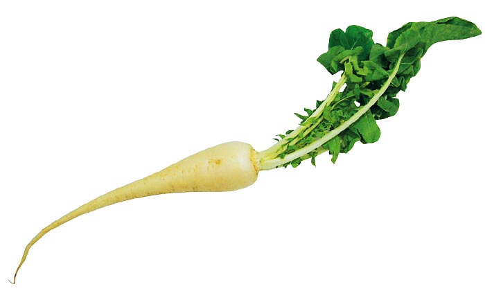 【珍しくておいしい野菜】小ぶりサイズでほどよい辛さが自慢「亀戸大根」