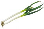 【珍しくておいしい野菜】幻のブランド品種「尾島ねぎ」