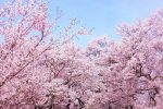 お花見をしながら食べたい！おすすめのレシピを紹介