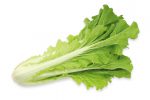 【珍しくておいしい野菜】野菜炒めや鍋物にも使える「大型山東菜」