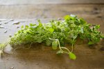 春が旬の野菜「クレソン」！豊富な栄養素とおすすめレシピをご紹介