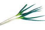 【珍しくておいしい野菜】葉がやわらかい「潮止晩ねぎ」