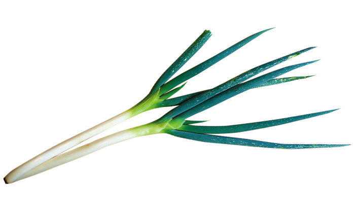 【珍しくておいしい野菜】葉がやわらかい「潮止晩ねぎ」