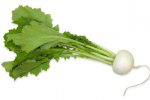 【珍しくておいしい野菜】甘味に富んだ「みやま小かぶ」