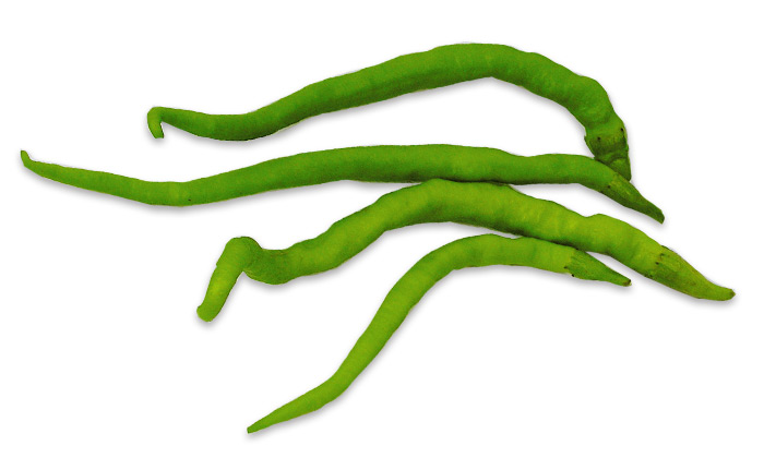 【珍しくておいしい野菜】甘いとうがらし？奈良に伝わる大和野菜ひもとうがらし