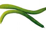 【珍しくておいしい野菜】浅漬けがおいしい「大和三尺(やまとさんじゃく)きゅうり」