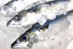タラやブリは冬が旬！脂の乗った魚を堪能しよう