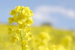 菜の花の花言葉とは？菜の花の茹で方や簡単レシピも紹介！