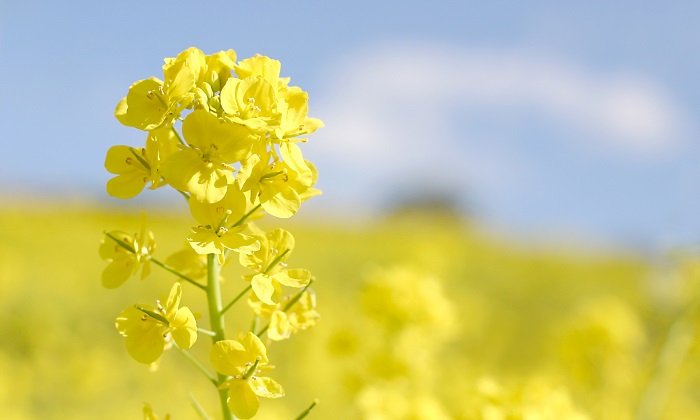菜の花の花言葉とは？菜の花の茹で方や簡単レシピも紹介！