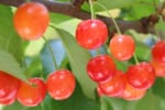 さくらんぼの旬っていつ？おいしいさくらんぼの選び方・食べ方