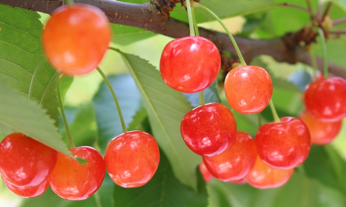 さくらんぼの旬っていつ？おいしいさくらんぼの選び方・食べ方