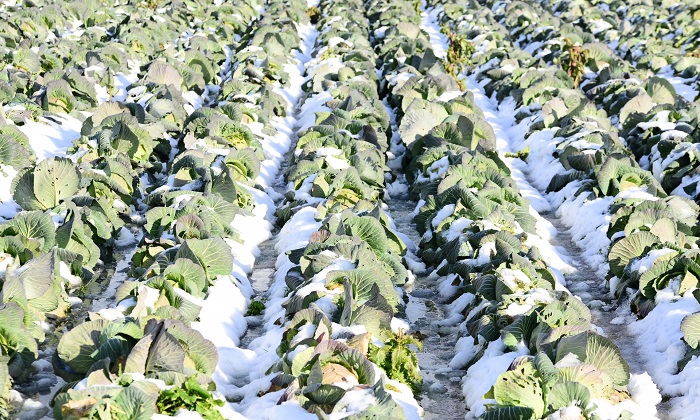 冬が旬な野菜を食べよう！冬野菜の種類と特徴