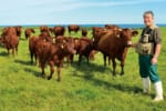 幻の和牛赤味肉「たんかく牛」を絶やさないために