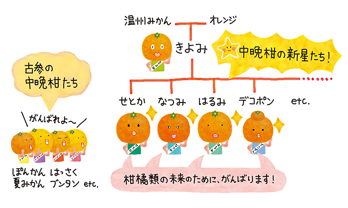 柑橘類=みかん+中晩柑