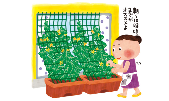 グリーンカーテンのイラストイメージ