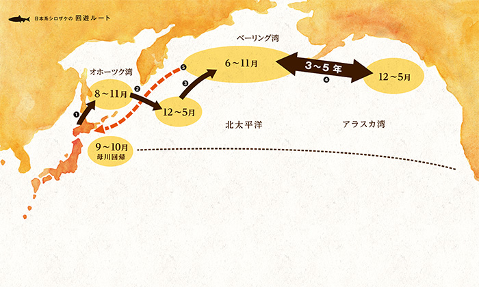 日本系白鮭の回遊ルート