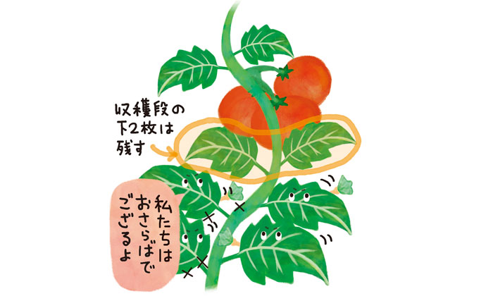 摘芯写真