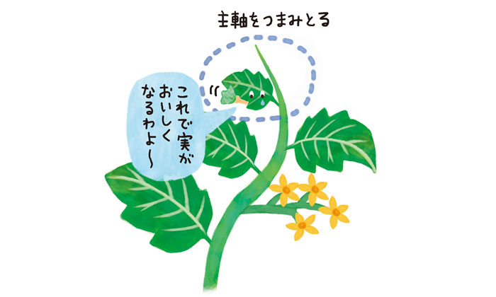 葉かき写真